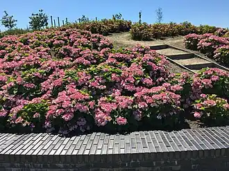De hortensiaheuvel in volle bloei