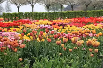 Hortus Bulborum in 2014