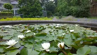 Deel van de Hortustuin gezien vanaf de vijver