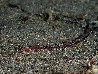 Halicampus punctatus