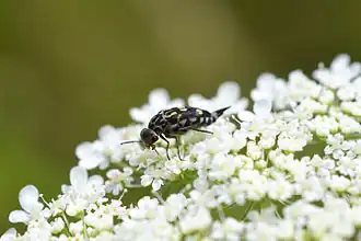 Hoshihananomia octopunctata