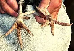 Houdan voet met vijf tenen