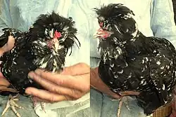 Houdan, jonge hen ca. 5 maanden oud