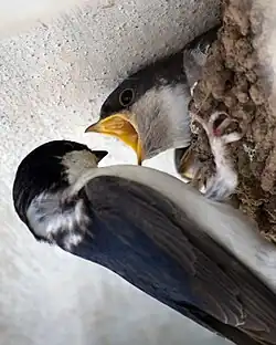 Voeding van een juveniel