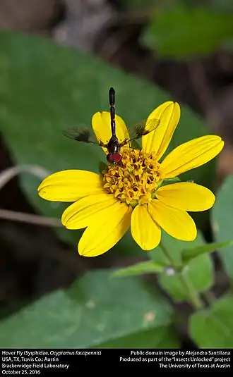 Ocyptamus fascipennis