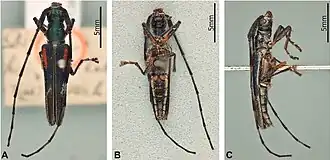 Hovorestenia humeralis