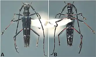 Hovorestenia thalassina