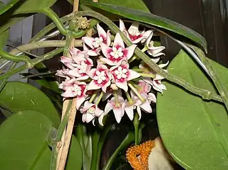 Hoya calycina