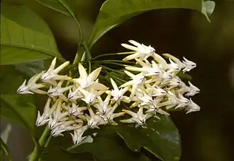 Hoya multiflora