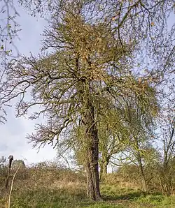 Heilige perenboom nabij Hracholusky