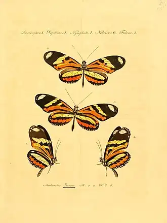 Heliconius narcaea