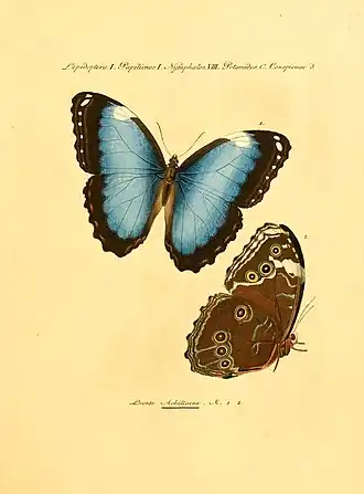 Morpho leonte