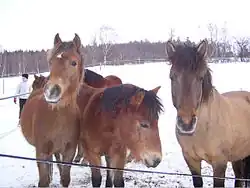 Huzules in de sneeuw