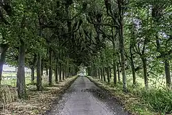 Oprijlaan in het groen