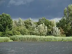 Het bos gezien vanaf het Nijkerkernauw