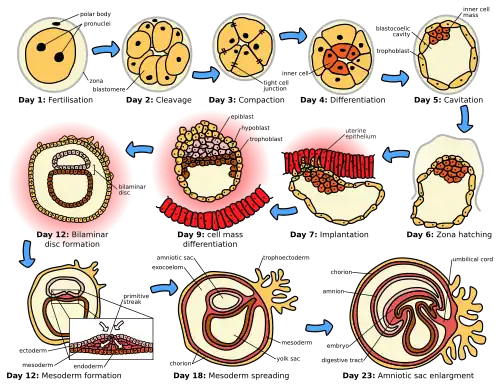 De beginfase van de menselijke embryogenese