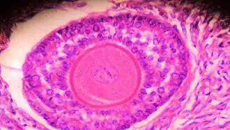 Een menselijke primair follikel. De ronde oöcyt die in het midden rood gekleurd is, is omgeven door een laag granulosacellen, die worden omhuld door het basaal membraan en thecacellen. De vergroting bedraagt ongeveer 1000 keer. (H&E-kleuring)