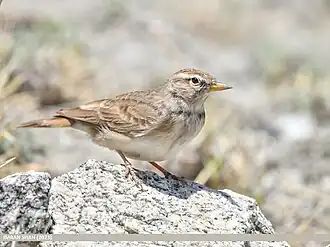 Tibetaanse leeuwerik