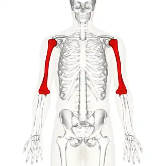 Locatie van het opperarmbeen (aangegeven in rood)