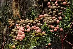 Vruchtlichamen van de bloedweizwam (Lycogala epidendrum)