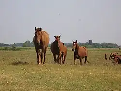 Een kudde paarden