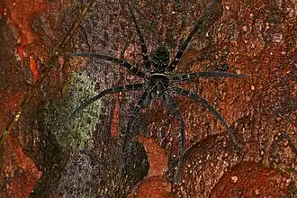Heteropoda tetrica