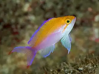 Pseudanthias bicolor