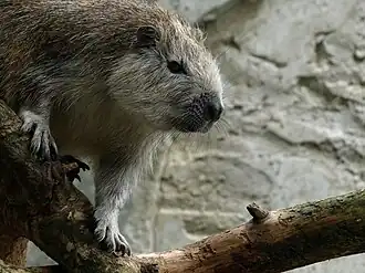 Cubaanse hutia