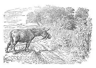 Afbeelding van Lorentz Froelich