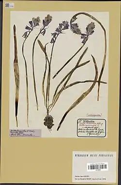 Herbarium exemplaar