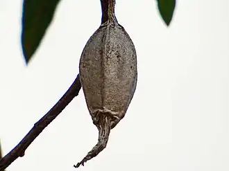 Hyalarcta nigrescens