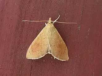 Hyalobathra archeleuca