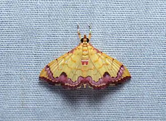 Hyalobathra phoenicozona