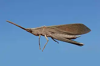 Hyalopteryx rufipennis