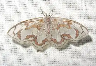 Hyalospectra hyalinata