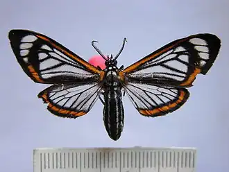 Hyalurga lauronoides