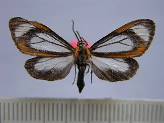 Hyalurga peritta