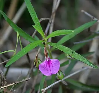 Hybanthus enneaspermus