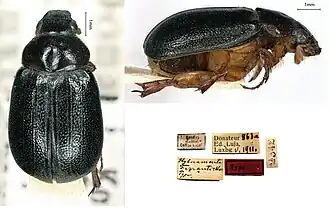 Hybocamenta