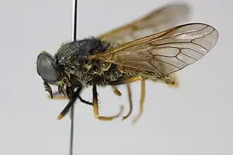 Hybomitra aequetincta