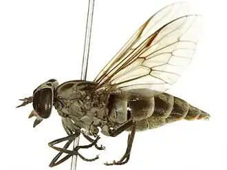 Hybomitra astuta