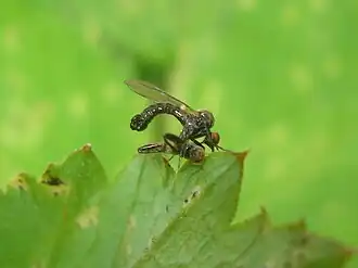 Moerasgrashalmdansvlieg