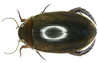 Hydaticus dorsiger