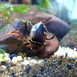 Hydaticus conspersus