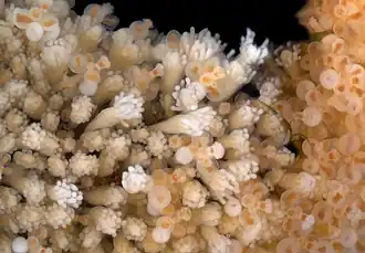 Hydractinia symbiolongicarpus