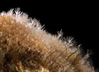 Hydractinia symbiopollicaris