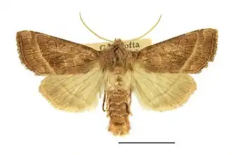 Hydraecia nordstroemi