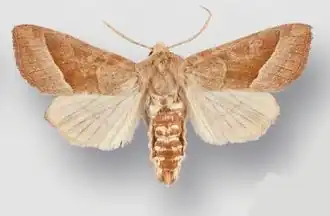 Hydraecia ximena