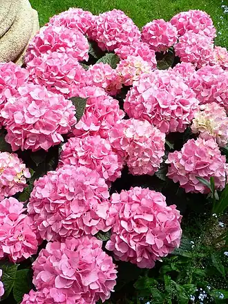 Grote hortensia