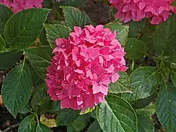 H. macrophylla 'Pia'